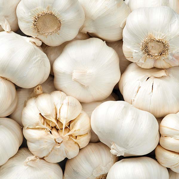 Garlic - Fresh