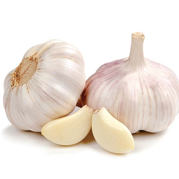 Garlic