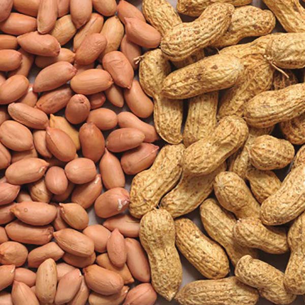 Groundnuts