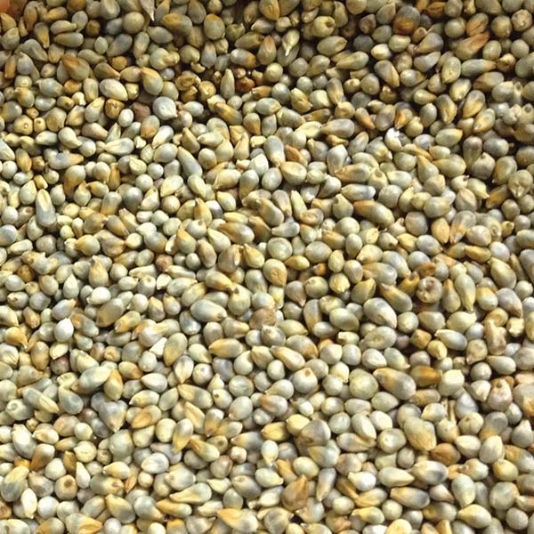 Millet